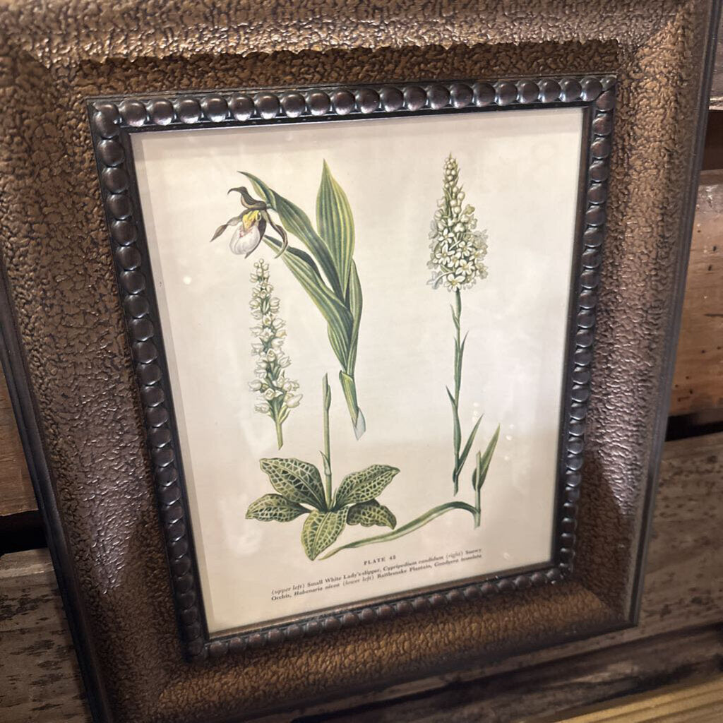 Framed Botanical White Lady's Slipper 12x14