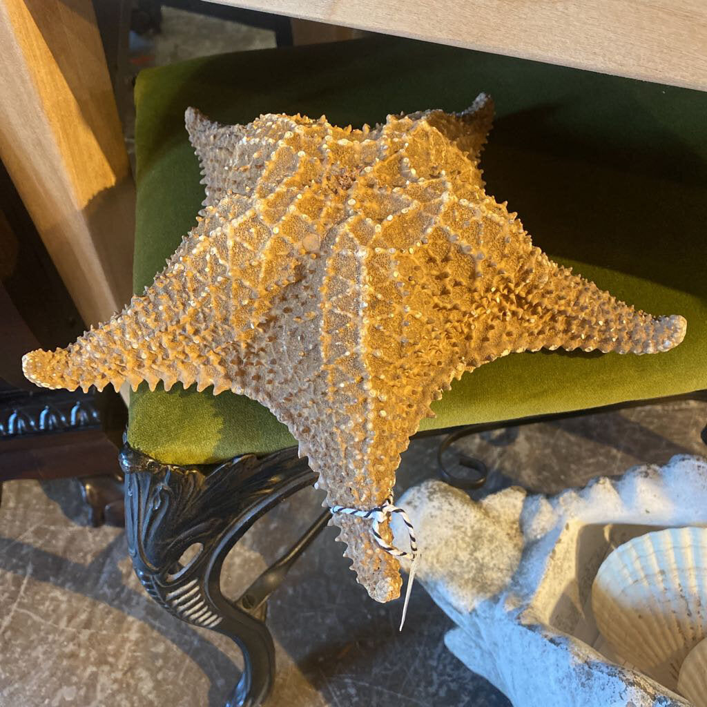 Large Starfish