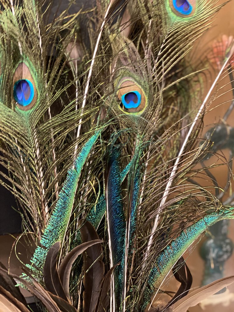 Peacock feather bundle