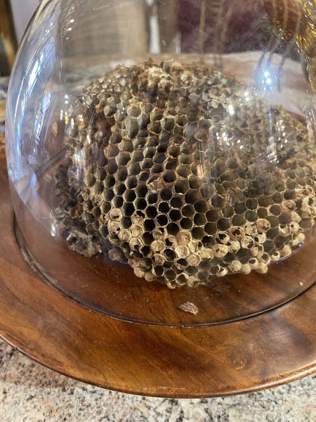 Hive and glass vintage dome with tray (in store pick up only)