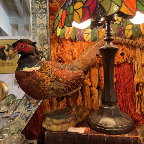 Pheasant taxidermy