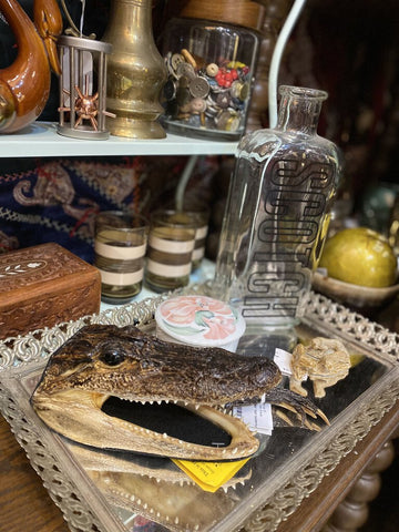 Alligator head taxidermy