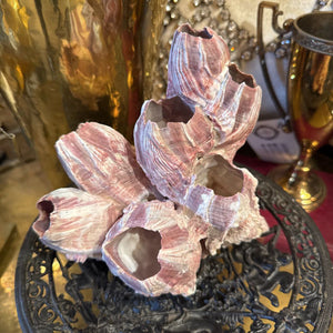 Barnacle Coral Cluster