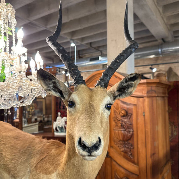African Impala taxidermy full mount PICK UP ONLY