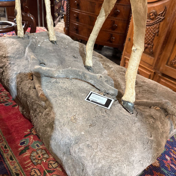 African Impala taxidermy full mount PICK UP ONLY