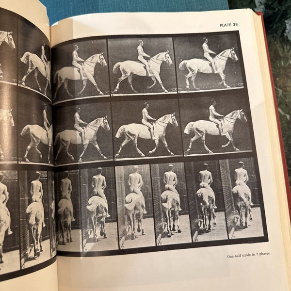 Animals in Motion Book