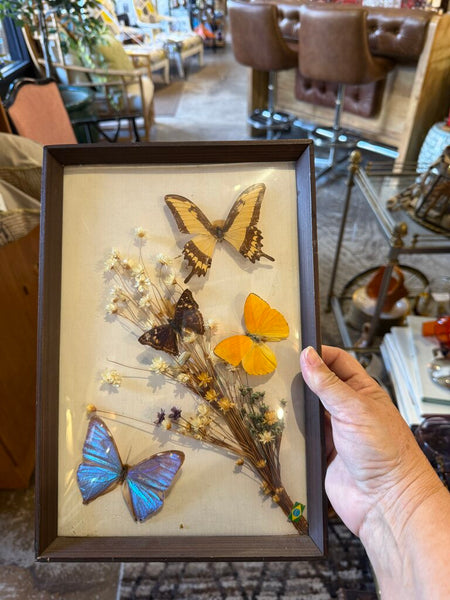 Vintage butterfly taxidermy 9x13