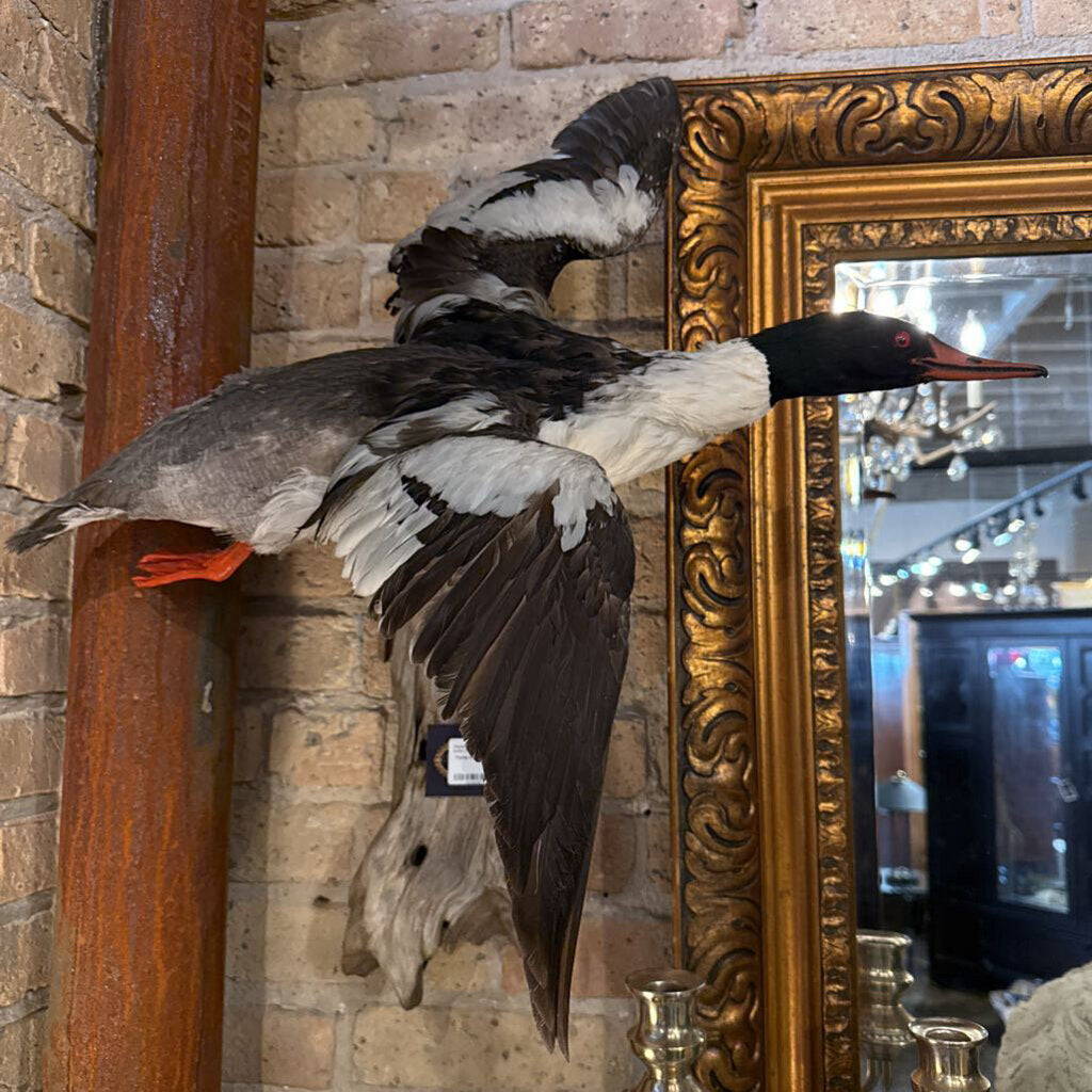 Flying Duck Taxidermy