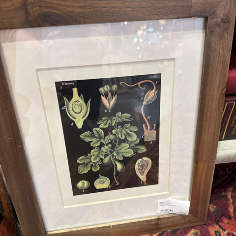 Print Botanical 14x17