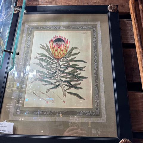 Botanical Print 19x23