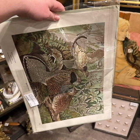 Birds of North America Set of 12 various print SET 13 x 17