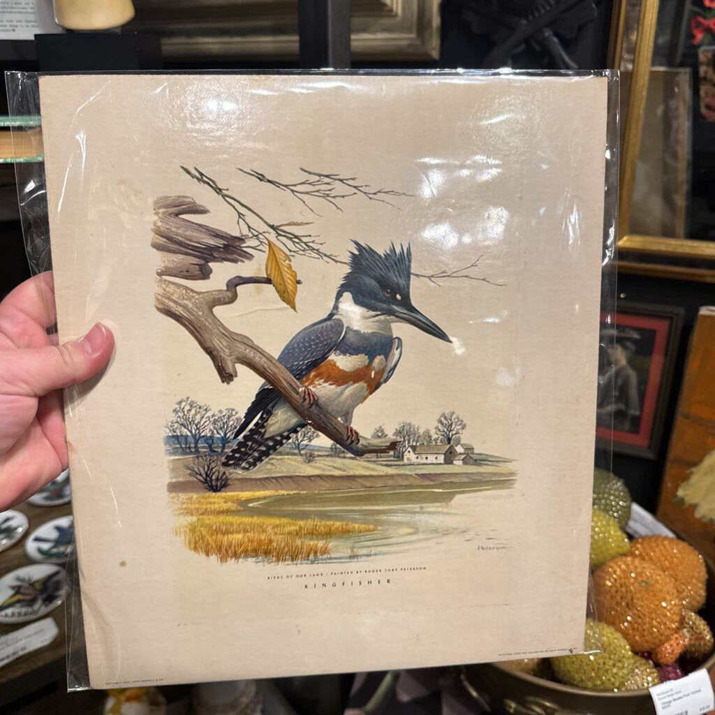 Kingfisher Bird Print 10x12 on board