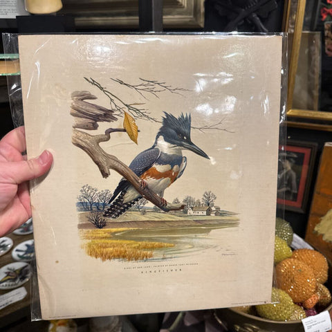 Kingfisher Bird Print 10x12 on board