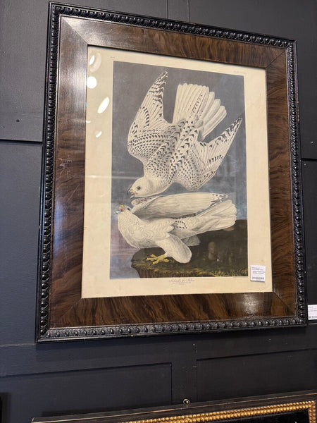 Iceland Falcon Print Framed Antique 21.5x25.5"
