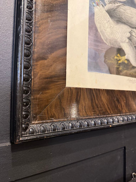 Iceland Falcon Print Framed Antique 21.5x25.5"