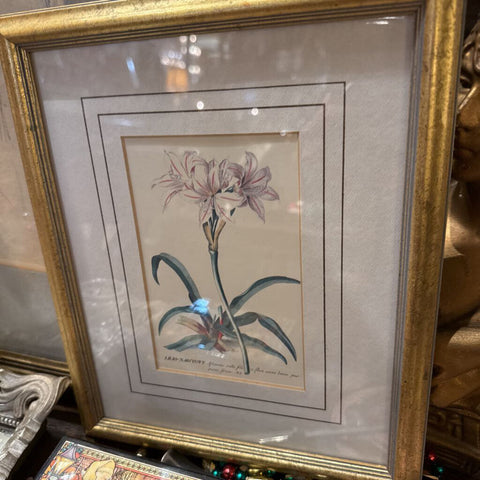 Botanical Narcissus Bulb 9x11