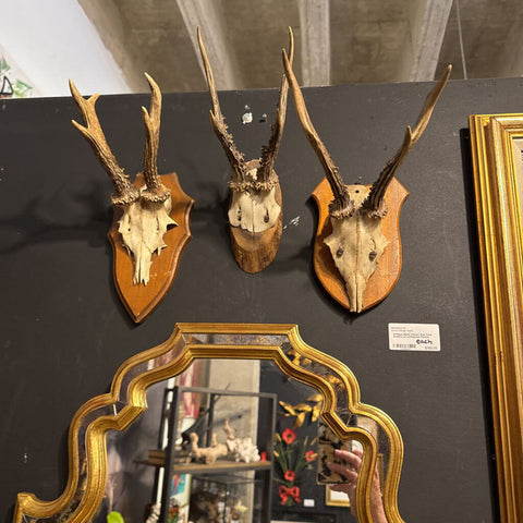 Antique Black Forest Roe Deer Antlers on unfinished Plaque