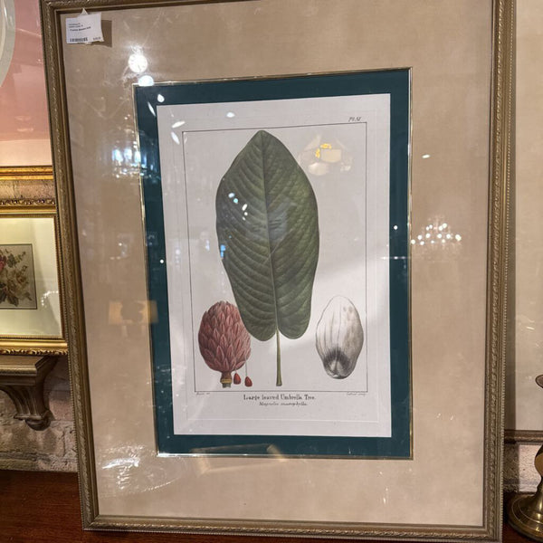 Framed Botanical 23x30