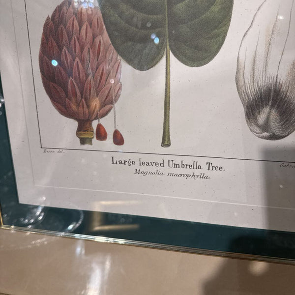 Framed Botanical 23x30