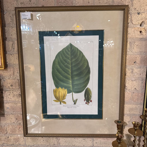 Framed Botanical 23x30