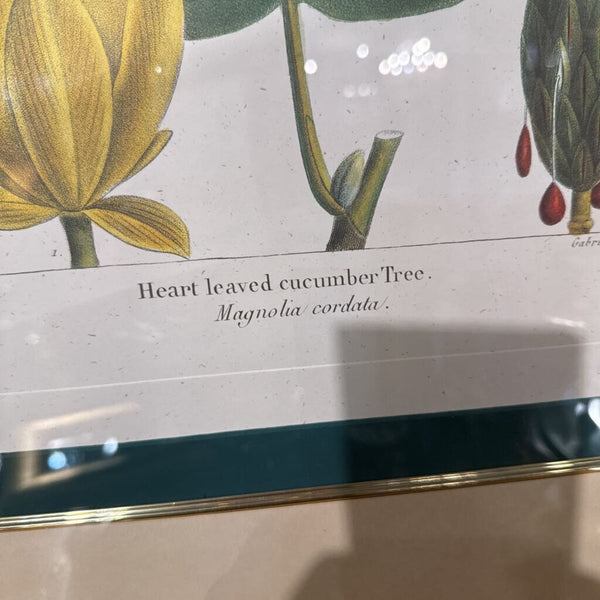 Framed Botanical 23x30