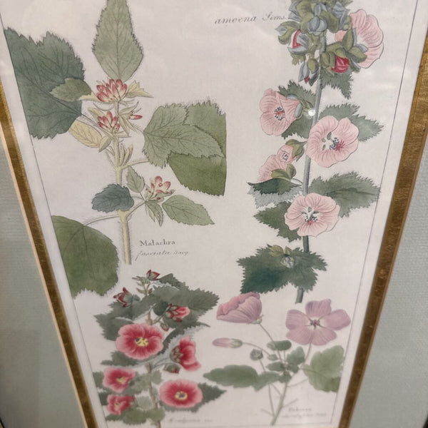 Vintage Botanical Painted Frame 16x22