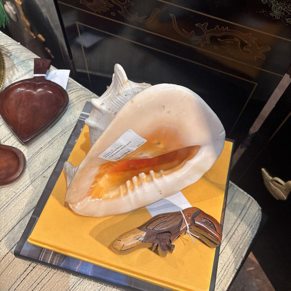 Large Queens helmet conch