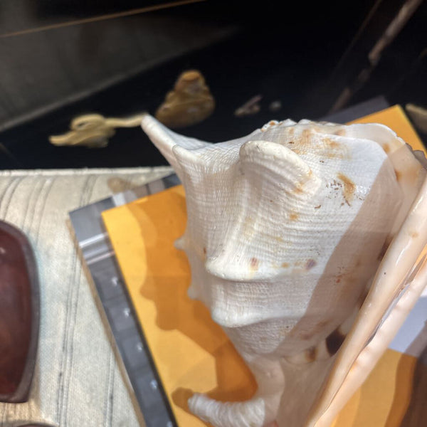 Large Queens helmet conch