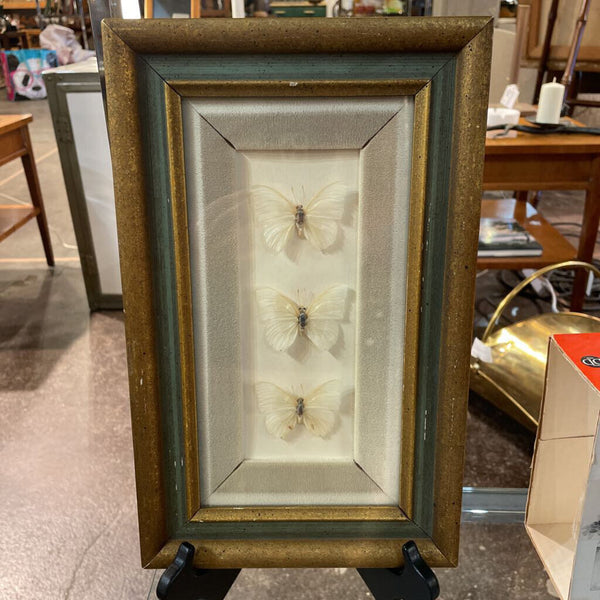 3 Charaxes Eupale Butterflies Framed and Matted - 13 in x 8 in