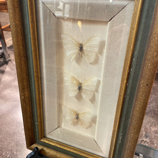 3 Charaxes Eupale Butterflies Framed and Matted - 13 in x 8 in