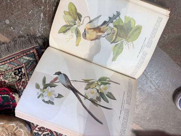 The Birds of America 1937 John James Audubon