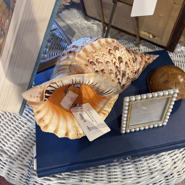 Huge amazing real shell