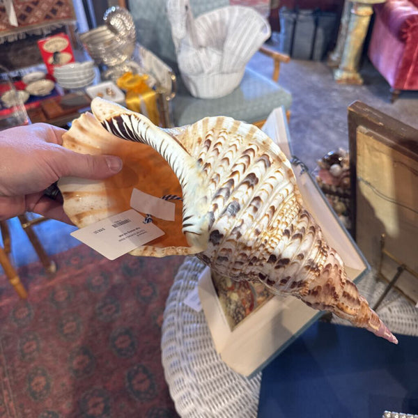 Huge amazing real shell