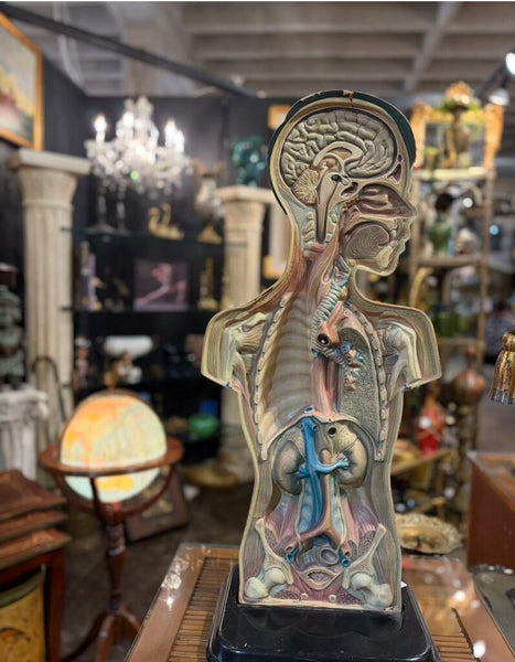 Vintage Hubbard Male Anatomy Figure