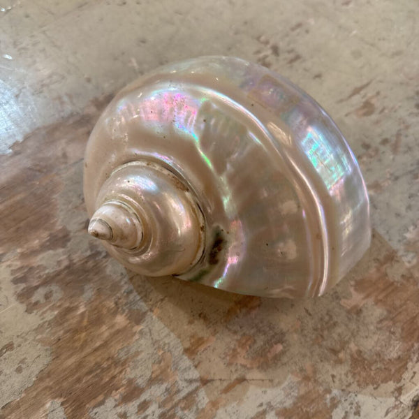 VINTAGE SHELL