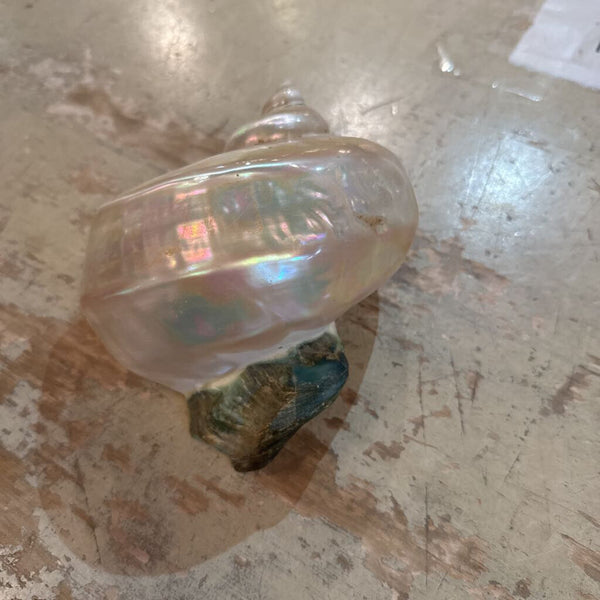 VINTAGE SHELL
