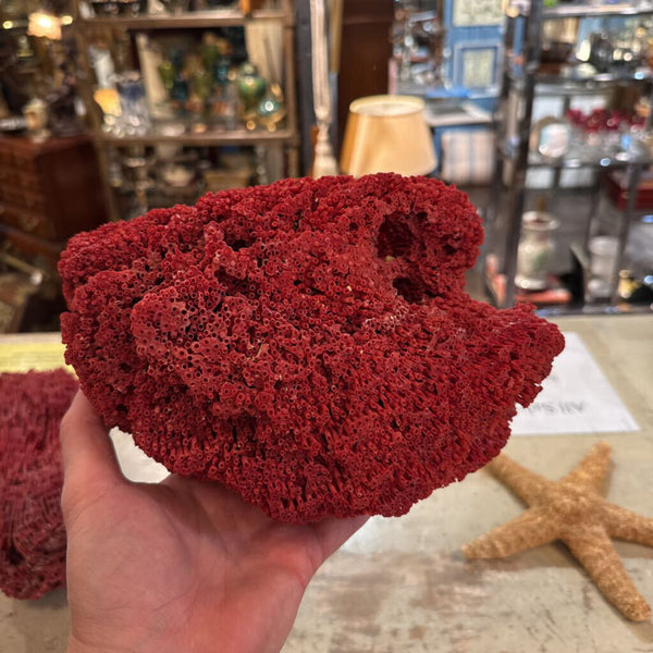 RED SPONGE CORAL 10X8