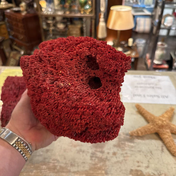RED SPONGE CORAL 10X8