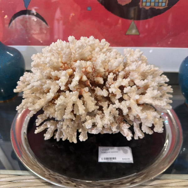 Large coral specimen