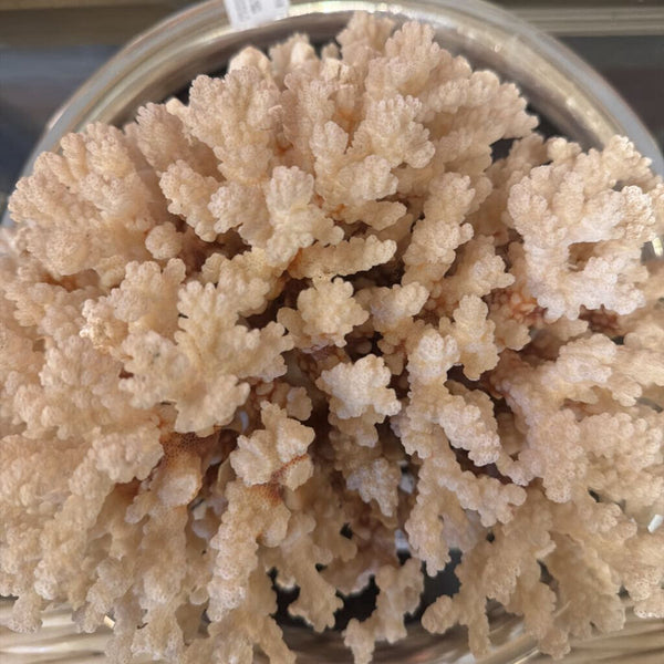 Large coral specimen