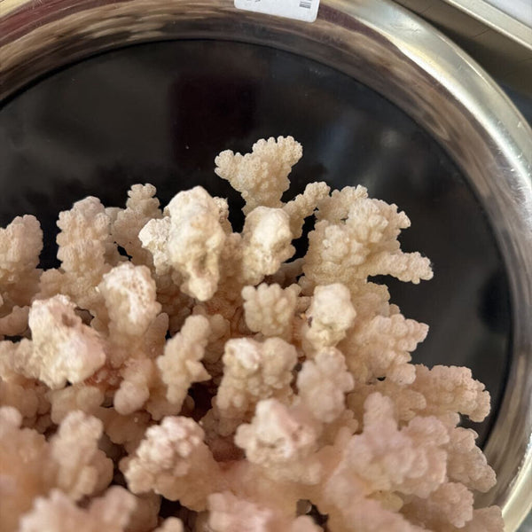 Large coral specimen