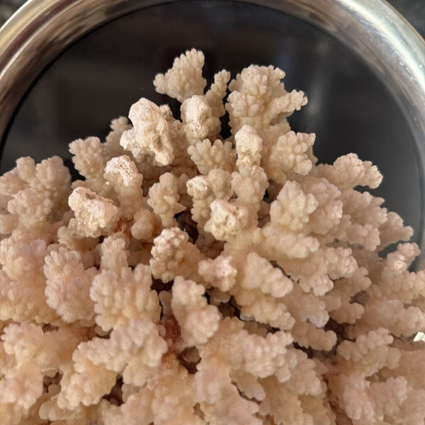 Large coral specimen