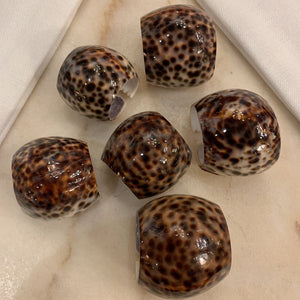 Set Of 6 Spotted Tiger Cowrie Shell Napkin Rinks