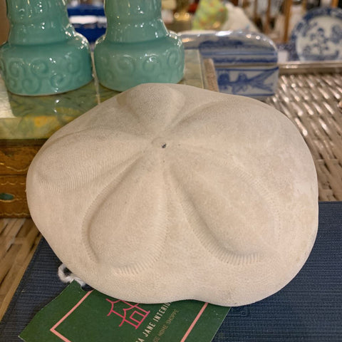 Sand dollar