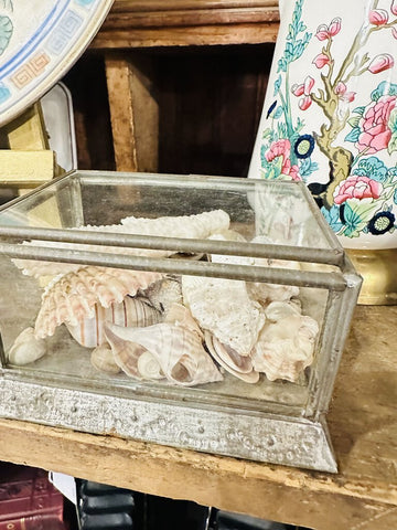 Glass box with seashells
